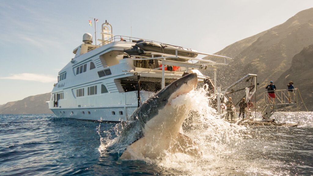 People on a ship looking on as a Great White surfaces