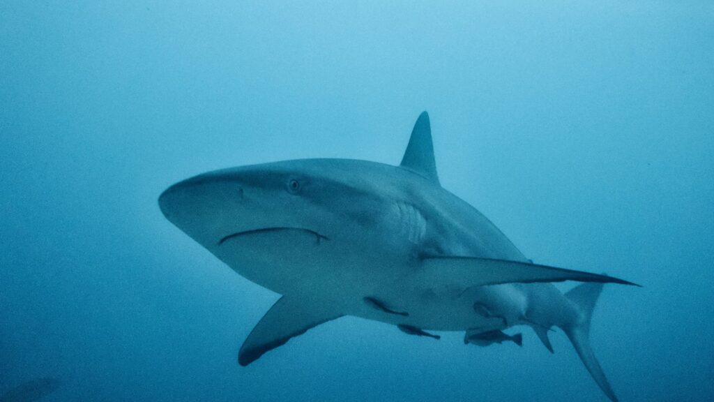 A shark swimmin in the ocean
