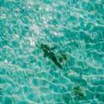 The fascinating world of shark senses: How do they see, smell, and hear?